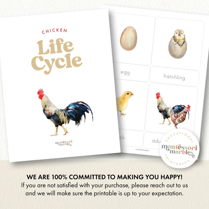 Chicken Life Cycle