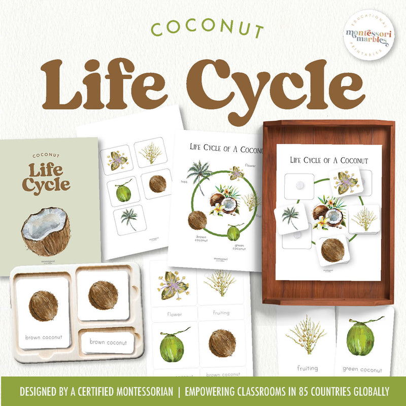 Coconut life cycle showing tropical fruit growth stages