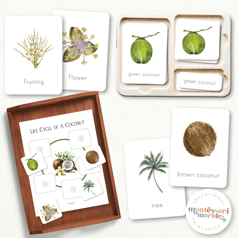 Coconut Life Cycle