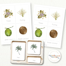 Load image into Gallery viewer, Coconut Life Cycle
