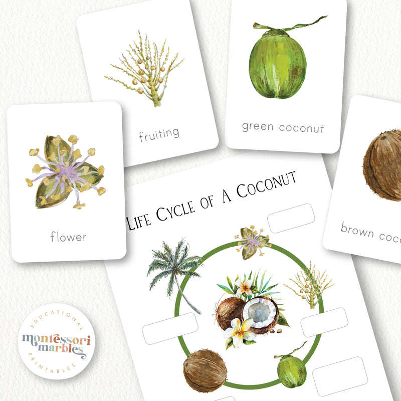 Coconut Life Cycle