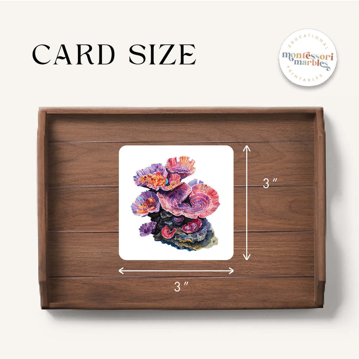 Coral Reef Pattern Matching