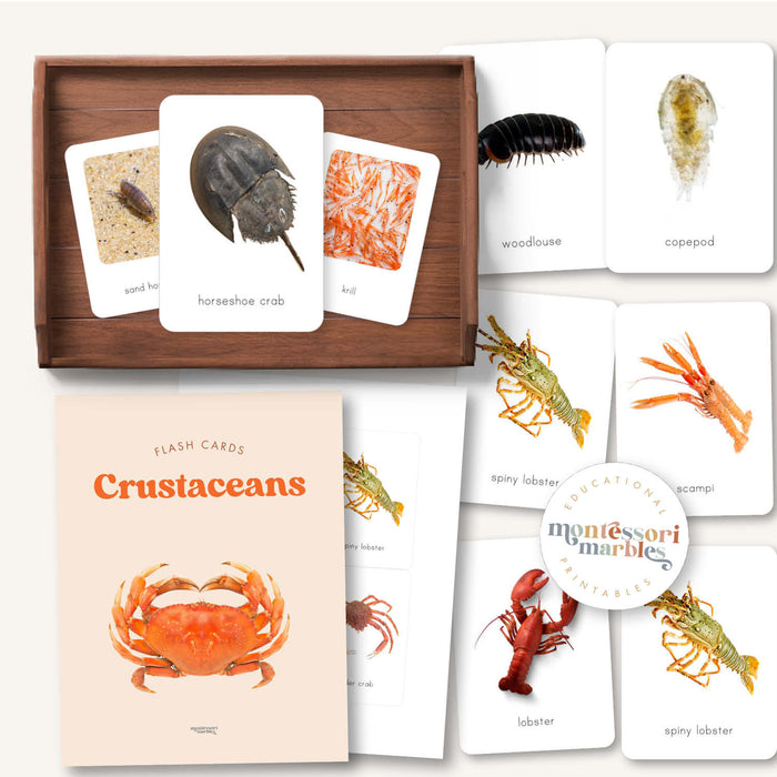 Crustacean Flash Cards