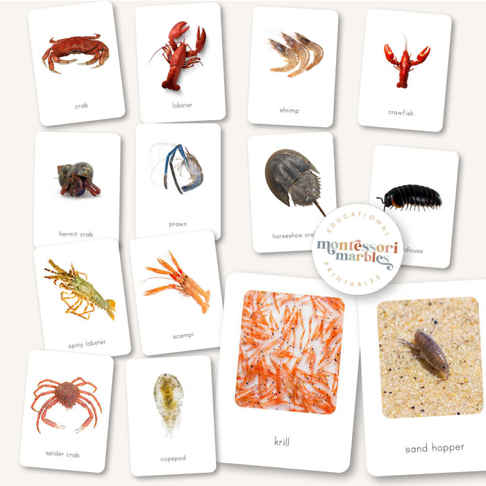 Crustacean Flash Cards