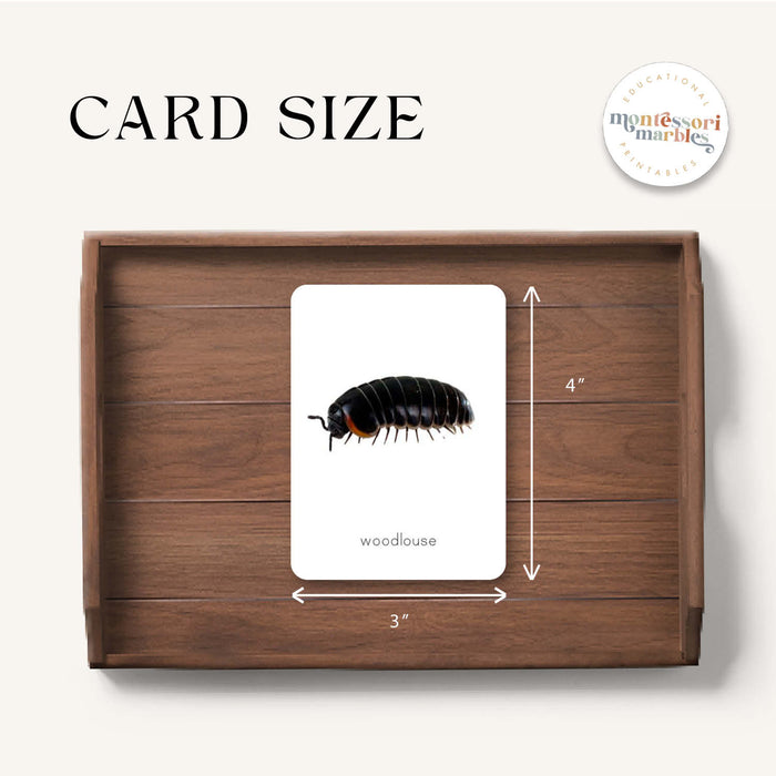 Crustacean Flash Cards