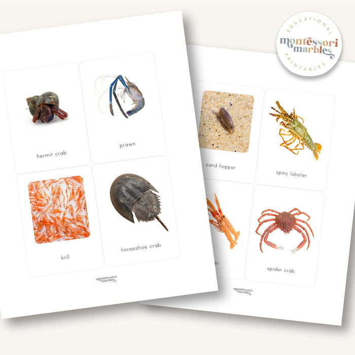 Crustacean Flash Cards