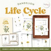 Dandelion life cycle showing plant growth from seed to spread — ages 3-6
