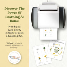 Load image into Gallery viewer, Dandelion Life Cycle
