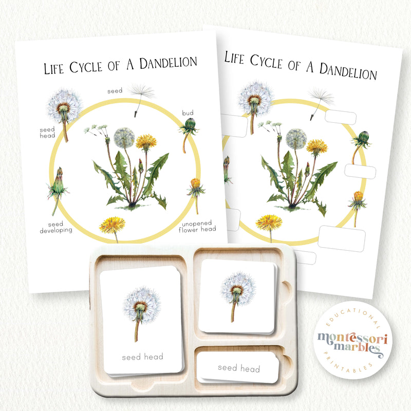 Dandelion Life Cycle