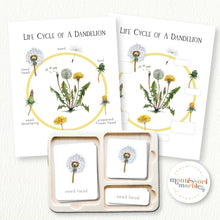 Load image into Gallery viewer, Dandelion Life Cycle
