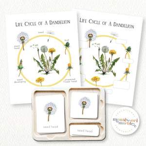 Dandelion Life Cycle