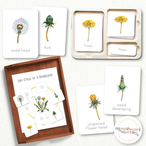Dandelion Life Cycle