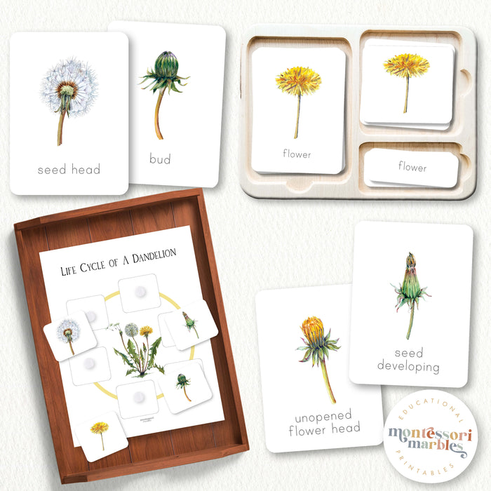 Dandelion Life Cycle Montessori Plant Science Botany Activity 39