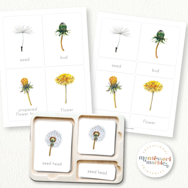 Dandelion Life Cycle