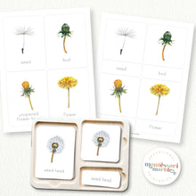 Load image into Gallery viewer, Dandelion Life Cycle
