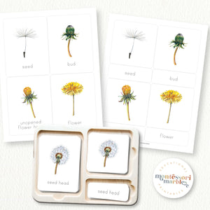 Dandelion Life Cycle