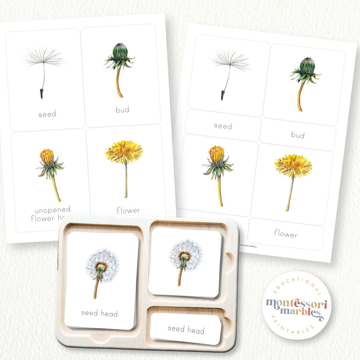 Dandelion Life Cycle