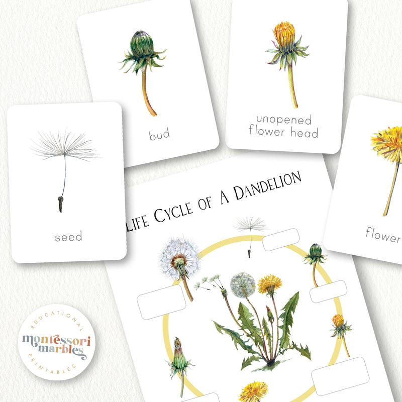 Dandelion Life Cycle