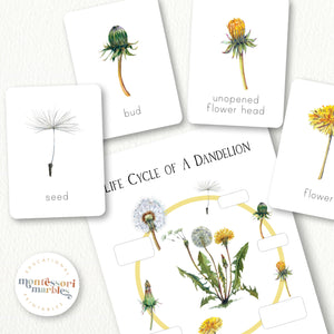 Dandelion Life Cycle