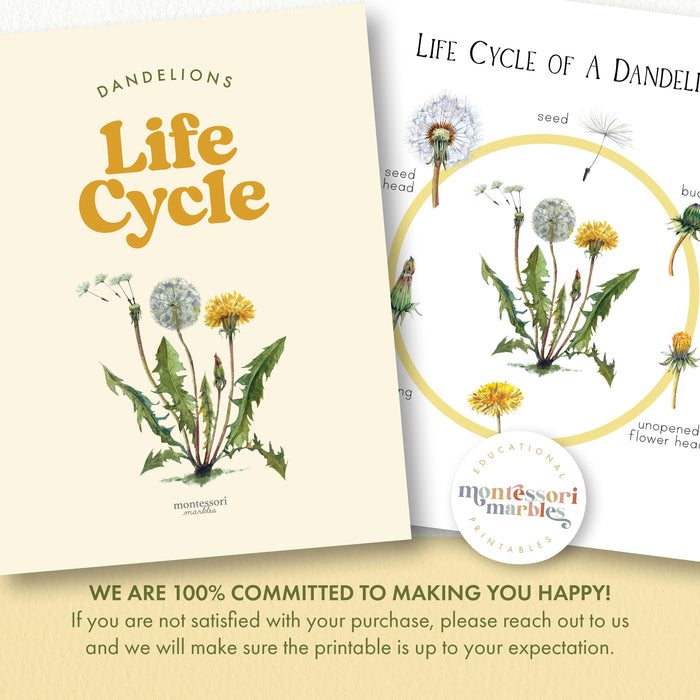 Dandelion Life Cycle Montessori Plant Science Botany Activity 39