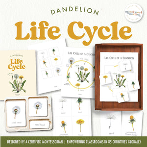 Dandelion Life Cycle