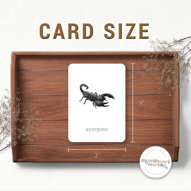 Desert Animals Flash Cards