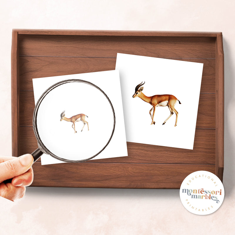 Desert Animals Magni Match