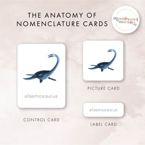 Dinosaur Nomenclature Cards