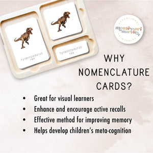 Dinosaur Nomenclature Cards