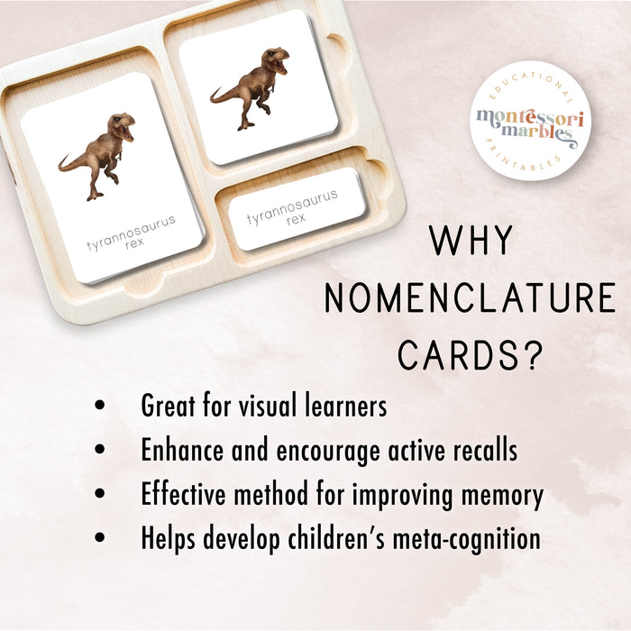 Dinosaur Nomenclature Cards