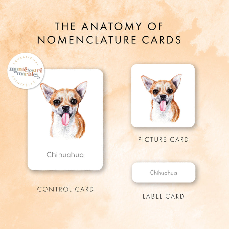 Dogs Nomenclature Cards