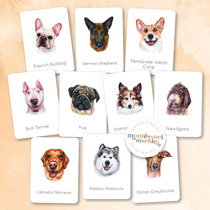 Dogs Nomenclature Cards