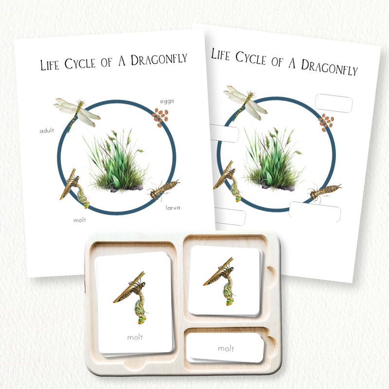 Dragonfly Life Cycle