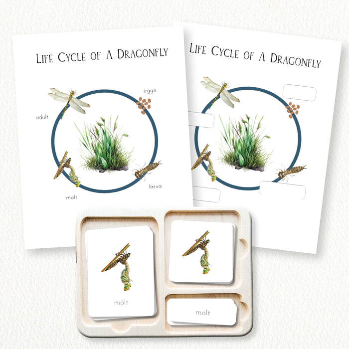 Dragonfly Life Cycle