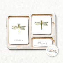 Load image into Gallery viewer, Dragonfly Life Cycle
