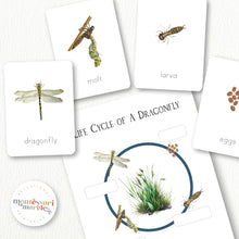 Load image into Gallery viewer, Dragonfly Life Cycle
