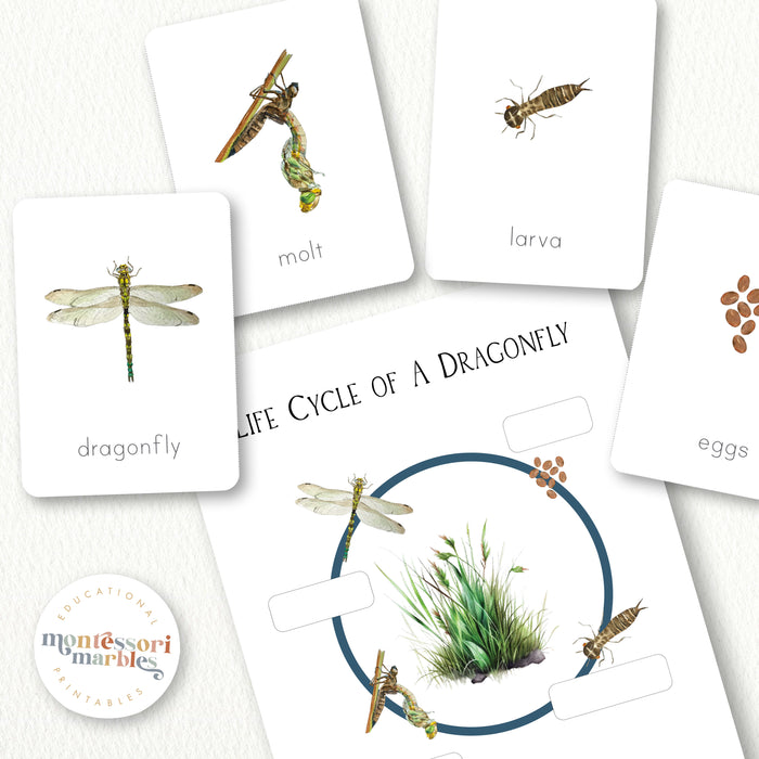 Dragonfly Life Cycle