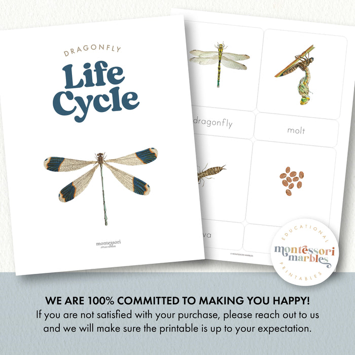 Dragonfly Life Cycle
