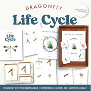 Dragonfly life cycle stages and insect study for ages 3-6