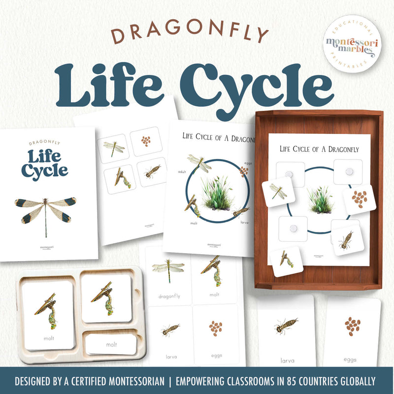 Dragonfly life cycle stages and insect study for ages 3-6