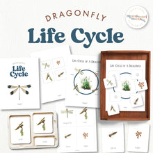 Load image into Gallery viewer, Dragonfly Life Cycle
