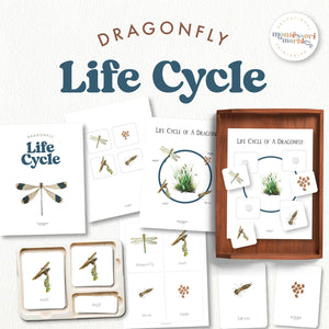 Dragonfly Life Cycle