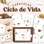 Snail life cycle in Spanish showing mollusk stages