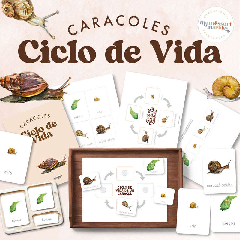 Snail life cycle in Spanish showing mollusk stages