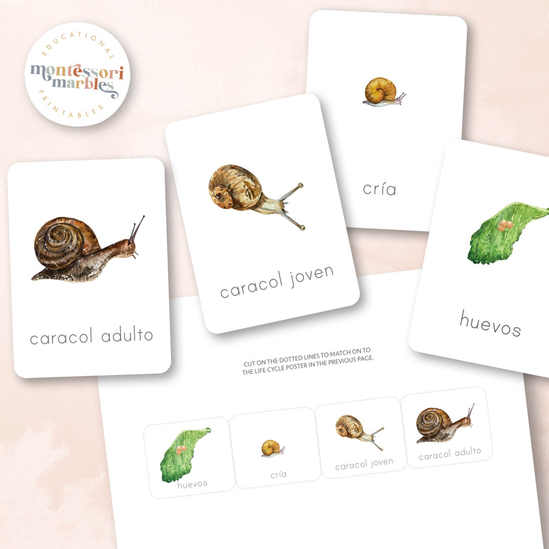 Ciclo de Vida de un Caracol (Life Cycle of a Snail in Spanish)