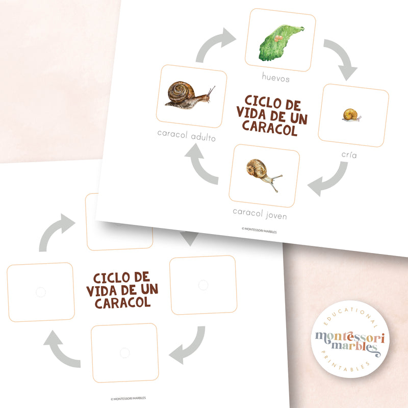 Ciclo de Vida de un Caracol (Life Cycle of a Snail in Spanish)