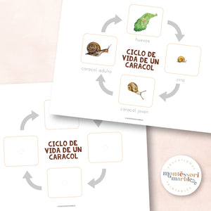 Ciclo de Vida de un Caracol | Life Cycle of a Snail in Spanish
