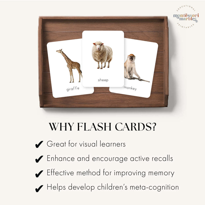 First Animals Flash Cards