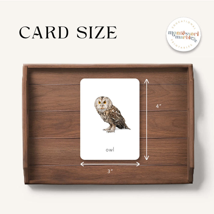 First Animals Flash Cards