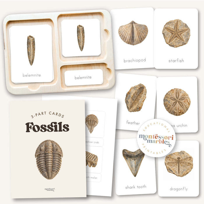Fossils 3-Part Cards